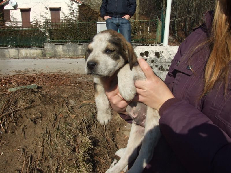 Lega nazionale per la difesa del cane…tematiche dal Laceno
