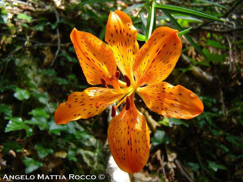 PREVISIONE 18-04-2011
