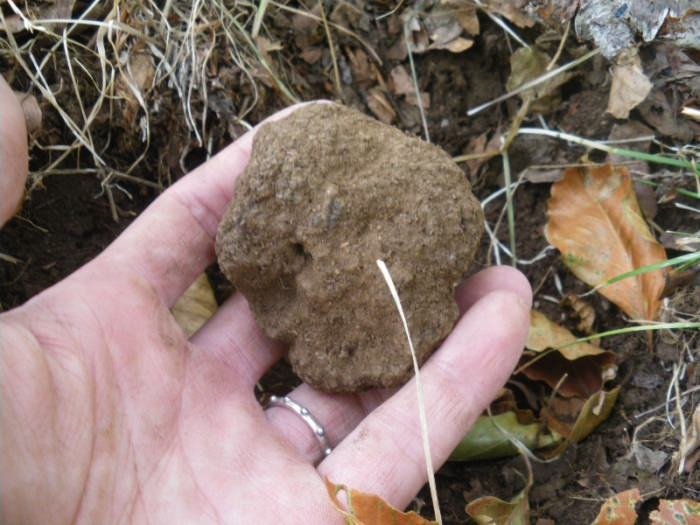 Tartufo Nero di Bagnoli Irpino 2011 – T.mesentericum (aperta la stagione)