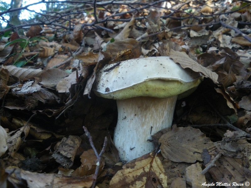 Boletus edulis