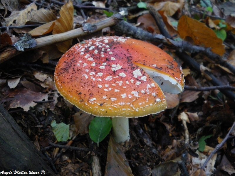 Amanita muscaria