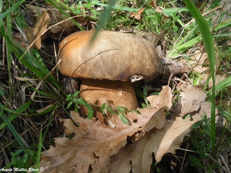 Boletus aereus