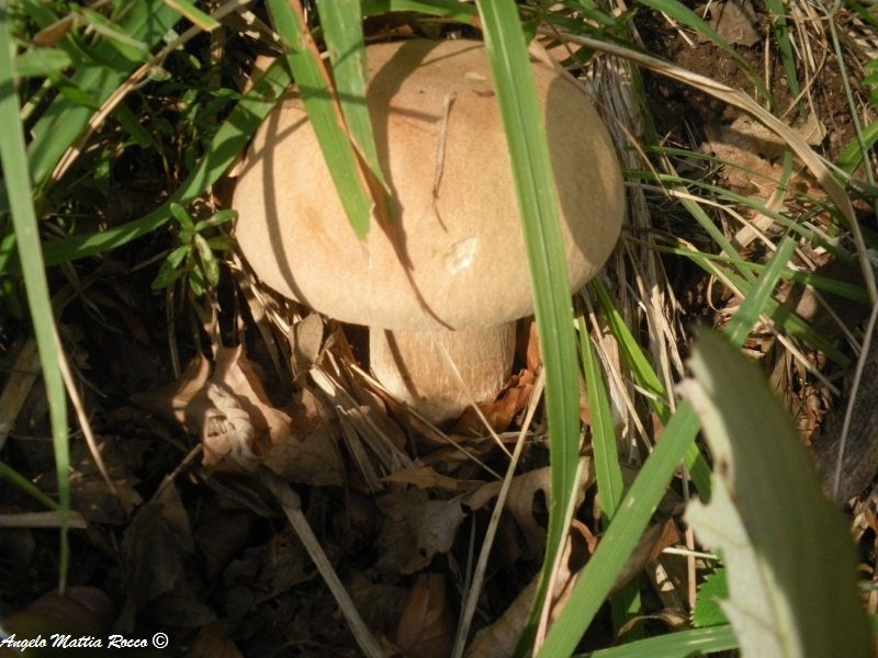 Boletus aestivalis