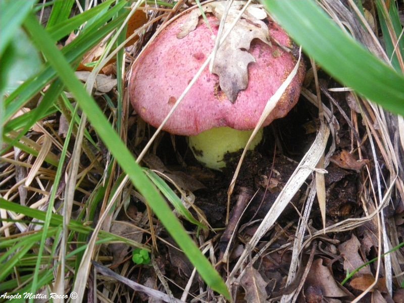Boletus regius