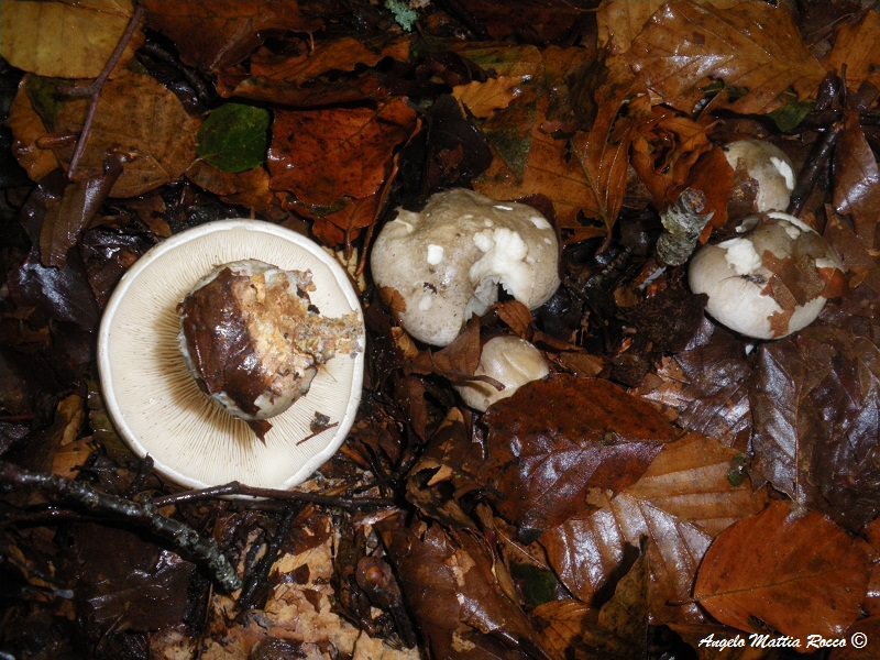 Clitocybe nebularis