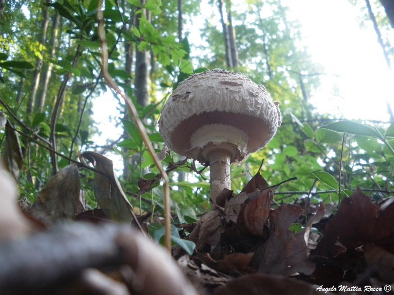 Macrolepiota procera