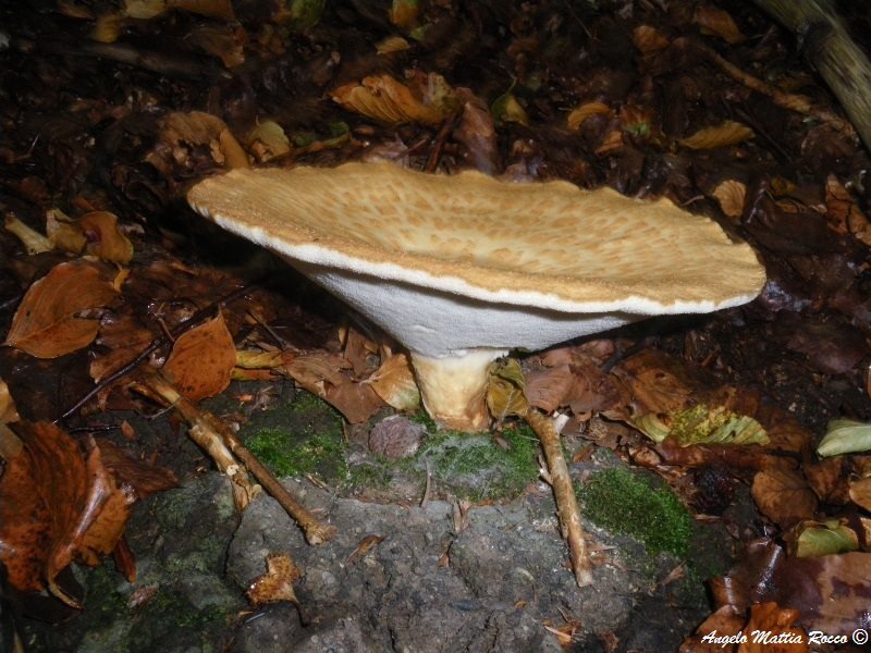 Polyporus tuberaster