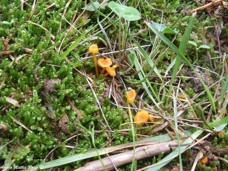 Rickenella fibula
