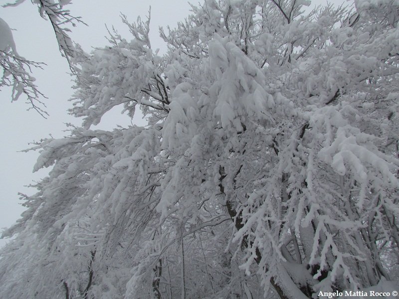 Servizio fotografico :Cima Monte Raiamagra innevata 26-12-2011
