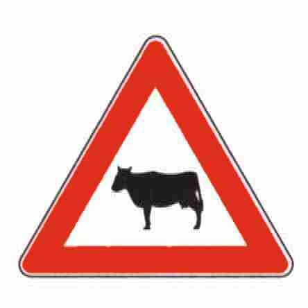 AVVISO: animali vaganti domestici sulla carreggiata per chi viaggia da Acerno