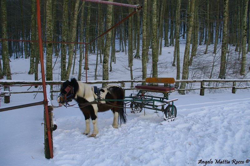 Video Laceno: Escursioni a cavallo sulla neve