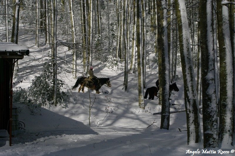 Servizio fotografico: escursioni a cavallo sulla neve per grandi e bambini