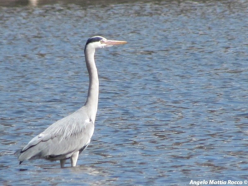 Birdwatching: tre esemplari di Airone cenerino a Lago Laceno