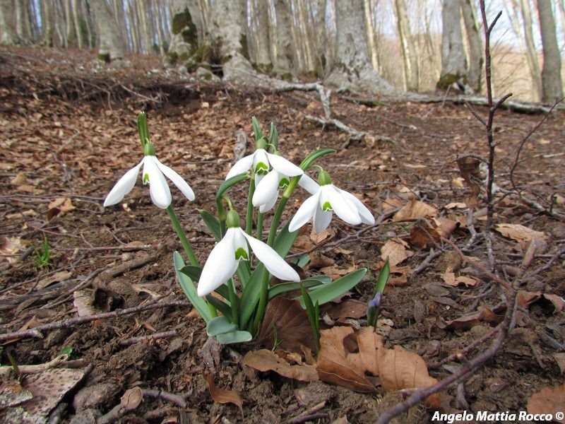 Previsione per il 27 Marzo 2012
