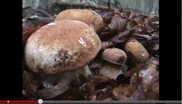 Piogge al sapor di funghi per i Monti Picentini