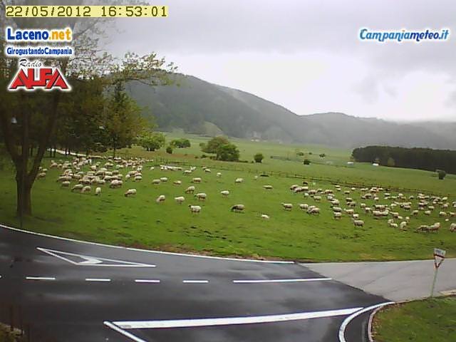 webcam laceno: gregge di pecore al pascolo