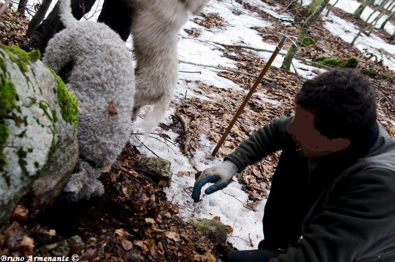 Servizio fotografico: tartufo nero di Bagnoli, aperta la stagione (foto archivio)