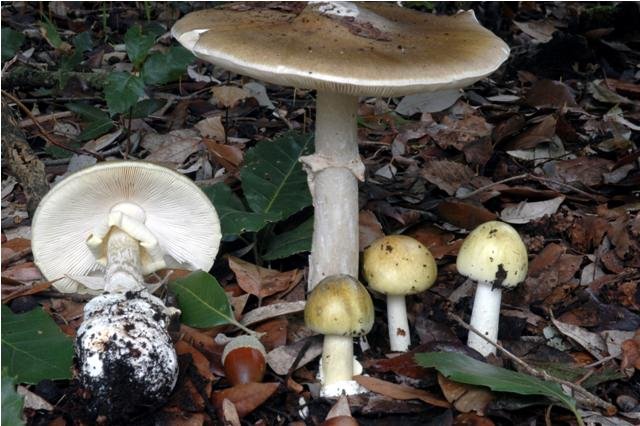 Avviso del micologo: funghi tossici, velenosi e mortali, quali sono e come bisogna comportarsi