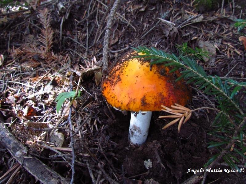 Il Larice e l’Abete bianco: scoperte naturalistiche nel comprensorio dei Monti Picentini