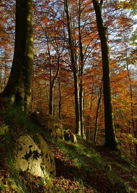 Escursioni naturalistiche autunnali con guida professionista e micologo