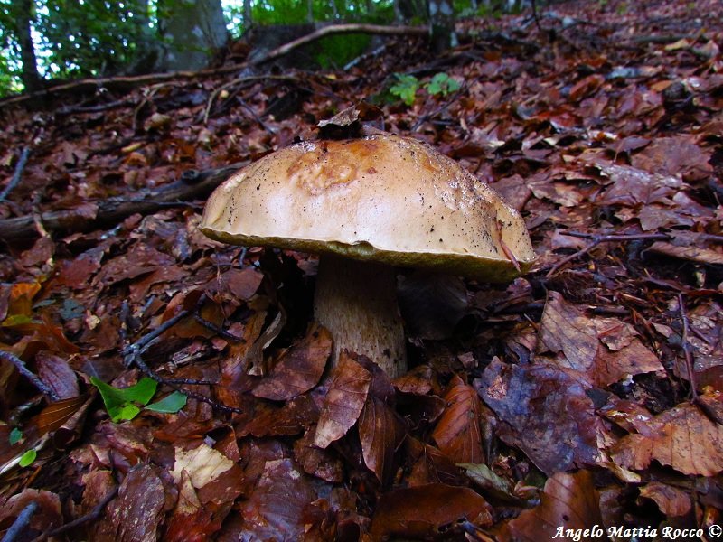 Servizio video: alla ricerca dei funghi – Cantharellus cibarius e Boletus edulis