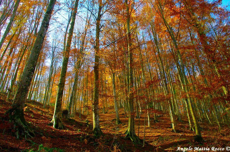 Previsione per il 28 Ottobre 2012