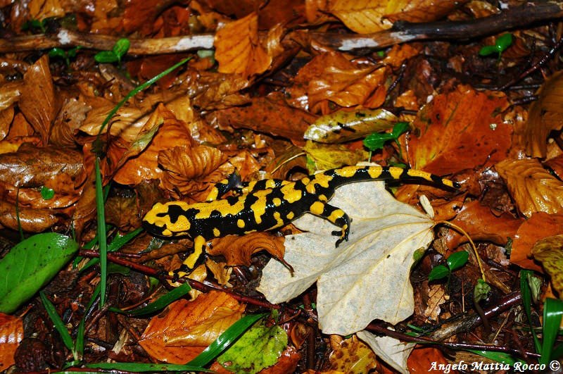 Previsione per il 4 Ottobre 2012