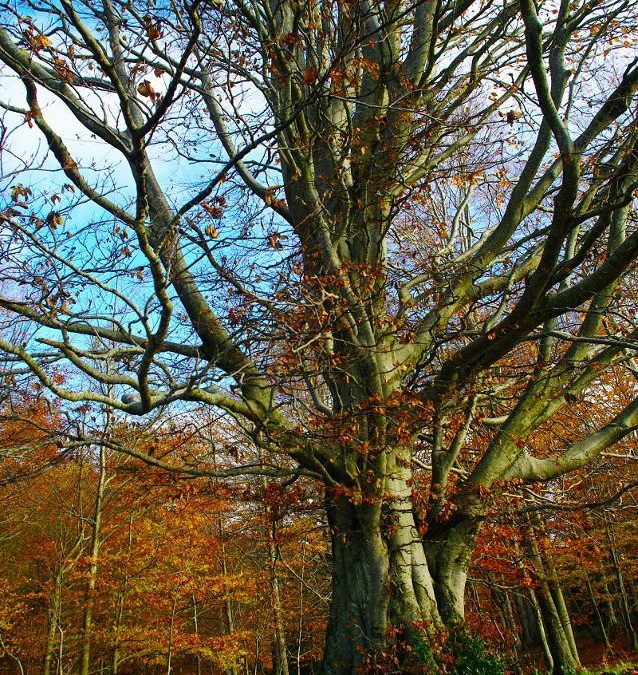 Previsione per il 17 Ottobre 2012