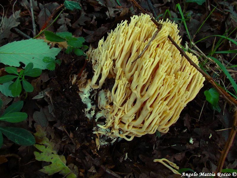 SERVIZIO VIDEO: Alla ricerca dei funghi – la  Ramaria aurea
