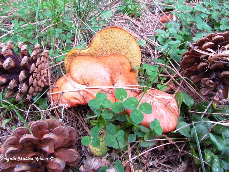 Suillus collinitus