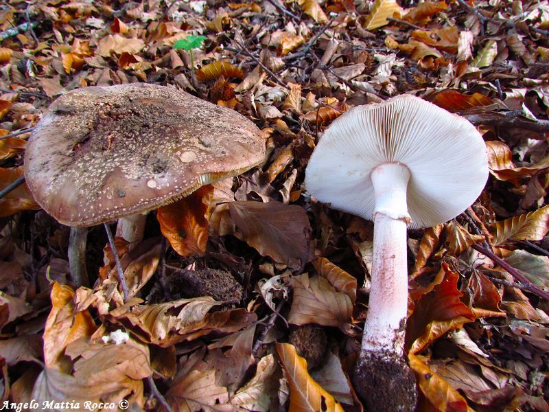 Amanita rubescens