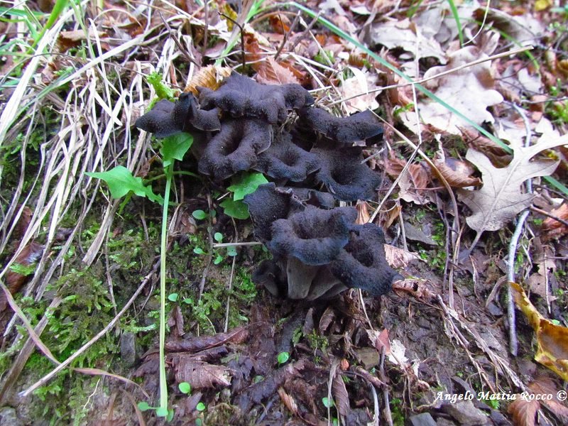 Craterellus cornucopioides