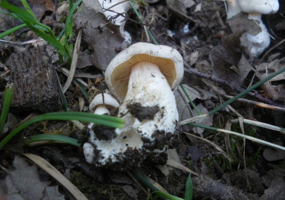 Entoloma lividum