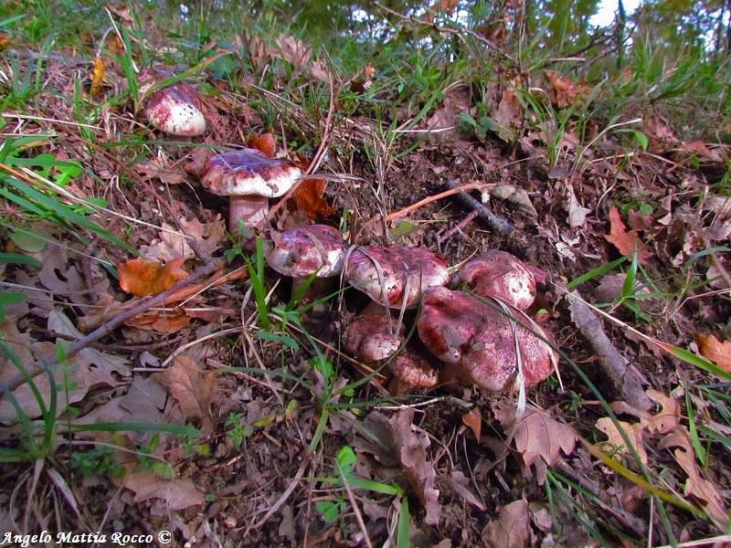 Hygrophorus russula