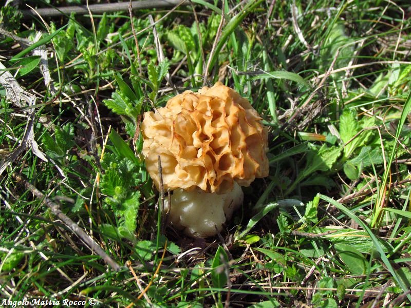 Morchella esculenta