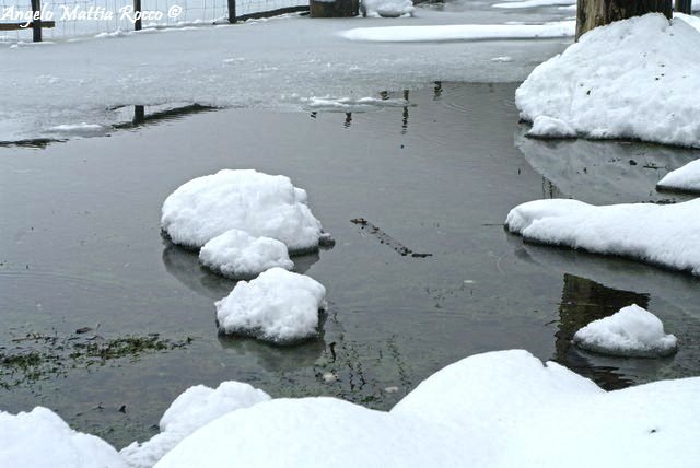 laceno-febbraio-201300007