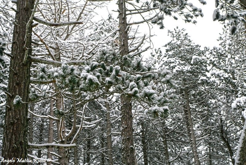 Previsione per il 12 Febbraio 2013