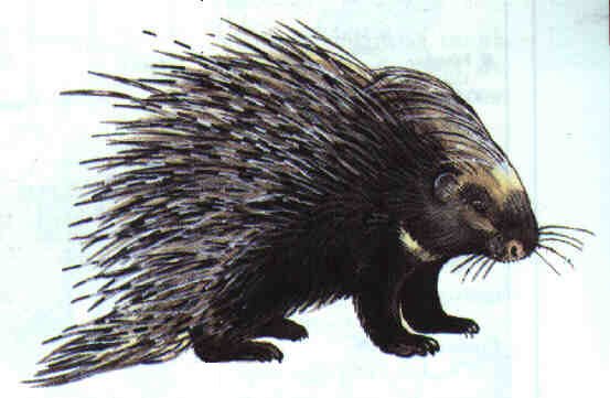 Curiosità: la presenza dell’Istrice sui monti Picentini