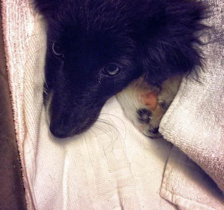 La storia di “Grisone”, cucciolo del Laceno avvelenato e fortunatamente salvato