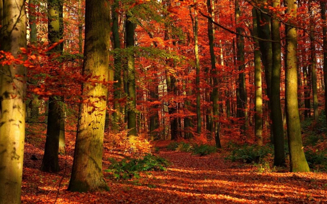Colori e sapori d’autunno – escursione a Laceno 22 Ottobre